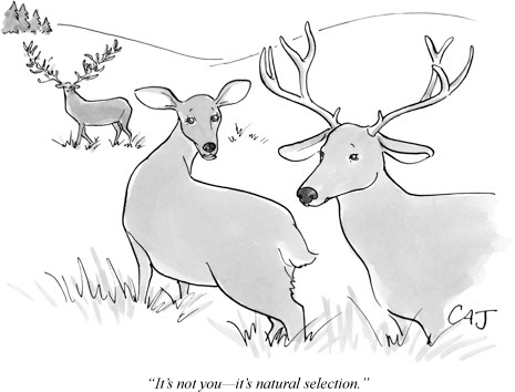 deer