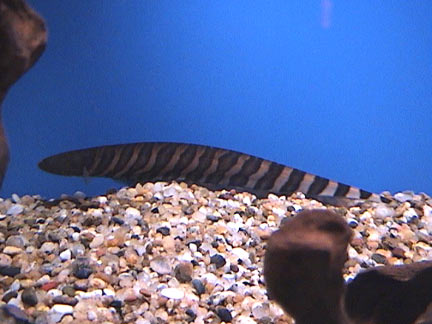 tiger fish