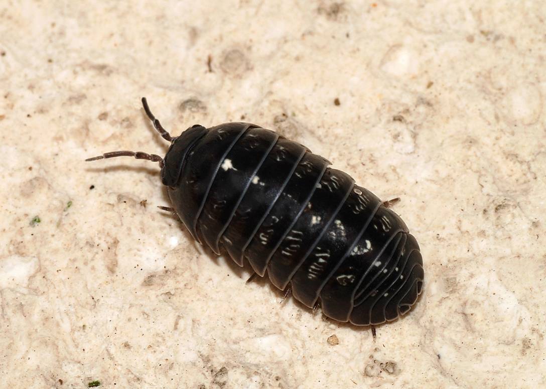 woodlice