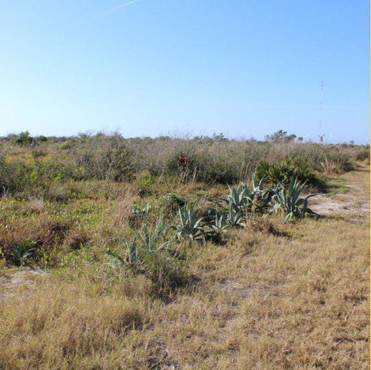 Dry, grassy landscape with scattered bushes and succulent plants under a clear blue sky. A path runs through the scene, and a faint radio tower is visible in the distance.