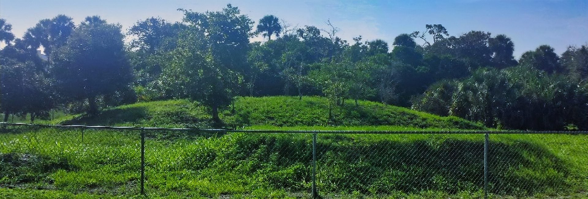 A grassy hill is surrounded by dense trees and vegetation, bordered by a chain-link fence under a clear blue sky.