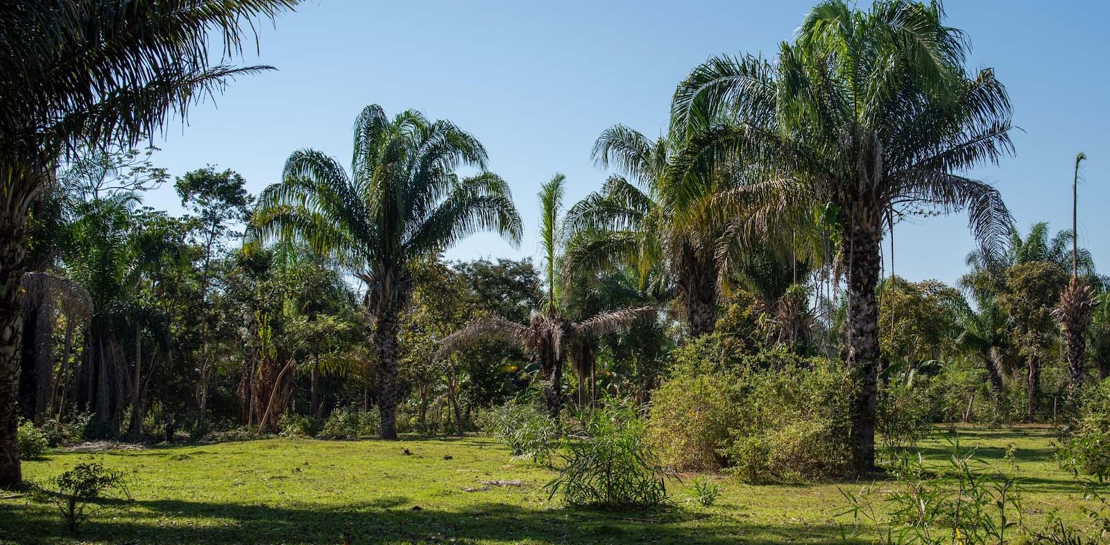 Sunny landscape featuring tall palm trees and lush greenery in a tropical forest setting.