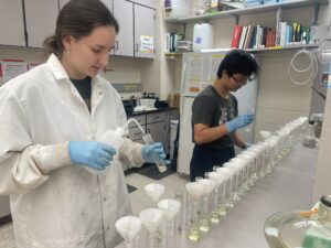 Two people in a laboratory wear gloves and work with glassware and funnels, pouring liquids into multiple containers lined up on the counter.