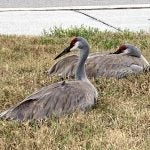 Two sandhill cranes with red foreheads rest on a patch of grass near a sidewalk.