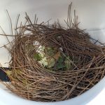 A nest of pine needles and leaves inside a cylindrical white container.