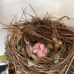 A nest made of twigs and leaves, containing several small, pink, featherless bird hatchlings.