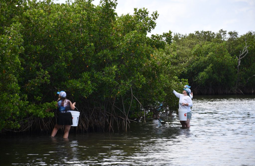 teachers-collect-mangrove-propagules