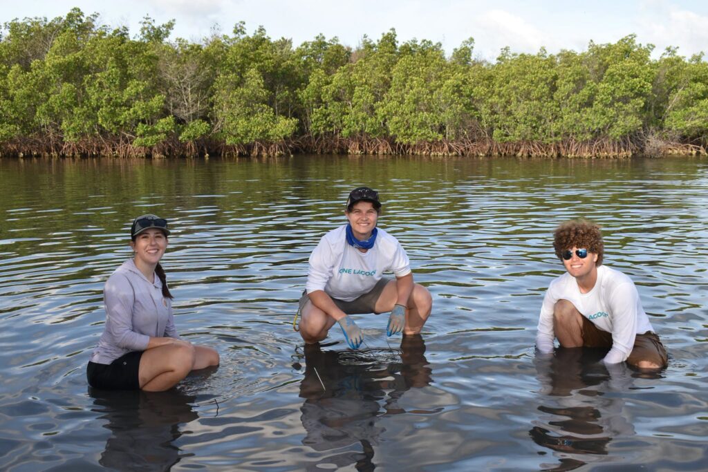 Three people wearing hats and long sleeves kneel in shallow, calm water near mangroves on a sunny day, conducting undergraduate-graduate research together.