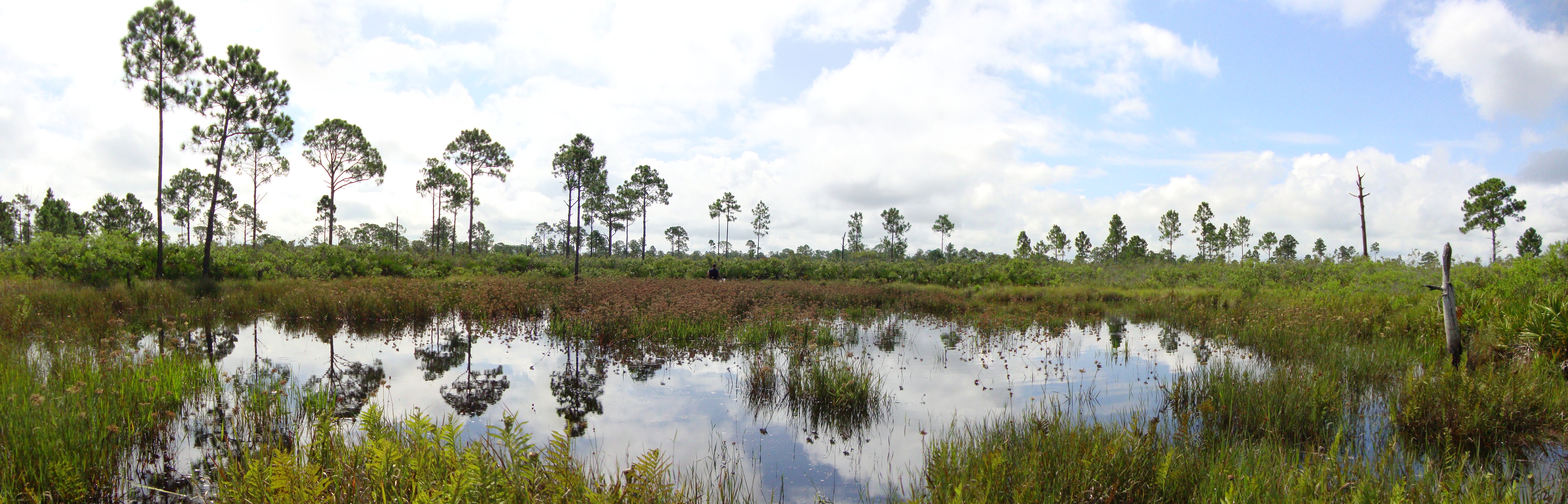 A panoramic view of a wetland area with a reflective water surface, surrounded by tall grasses, sparse trees, and a partly cloudy sky.