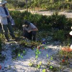 Three people in hats work on a plant survey in a sandy, vegetative area, using measuring tools and placing colored flags to mark locations.