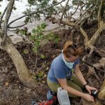 A person is setting up equipment at the base of a tree near a muddy shoreline, amidst foliage and exposed roots. They are wearing a blue shirt, green pants, and a neck gaiter.