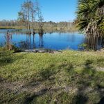 An alligator rests on the grass near a pond surrounded by trees and shrubbery under a clear blue sky.