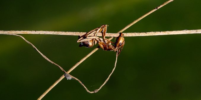 A spider hangs upside down from a thin twig against a blurred green background.