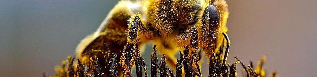 A close-up of a bee collecting nectar from the dark, textured center of a flower, with fine details of the bee's wings, legs, and body visible.