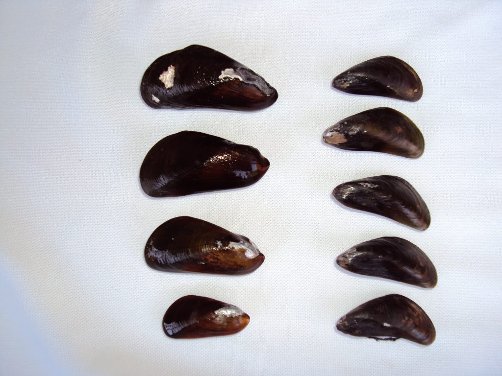 Eight dark brown mussel shells arranged in two columns on a white surface.