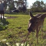 A deer stands on grass, chewing leaves, with people and trees in the background on a sunny day.