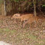 Three deer grazing on fallen leaves and grass near a wooded area.