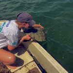 Person releases a sea turtle from a boat into the water.