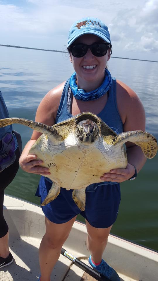 Sea Turtle Week: FSU marine biologist available to comment on importance of  these keystone species - Florida State University News