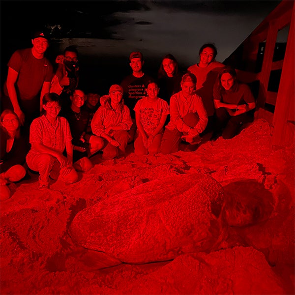 A group of people observe a large sea turtle on the sandy beach at night, illuminated by red light.
