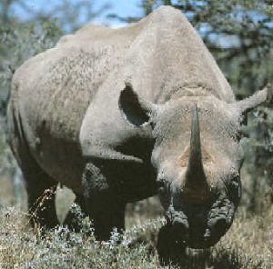 rhinoceros-picture