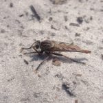 Bug on sand