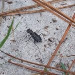 Image of bug on sand