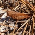 brown locust