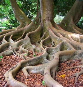 Tree Roots