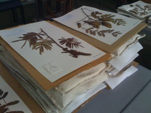 Herbarium Projects