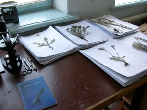 Herbarium Research