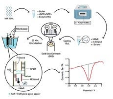 Diagram illustrating a biosensing method involving RNA, buffer, enzymatic reactions, gold disk electrode, and potential measurement. Includes steps like hybridization, cooling, and a graph showing current vs. potential.