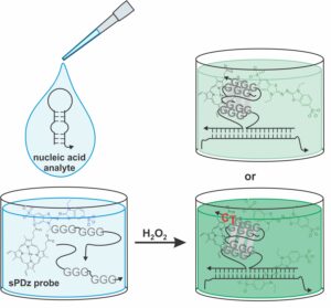 Illustration of a nucleic acid analyte interacting with an sPDz probe in a beaker, transforming upon addition of H2O2, demonstrating a chemical reaction process.