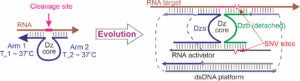 Diagram showing the evolution of a DNAzyme structure; the left highlights cleavage sites, while the right shows core regions interacting with RNA and DNA sequences.