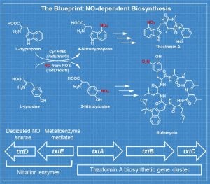 The blueprint: NO-dependent Biosynthesis
