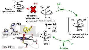 Diagram showing the prevention of substrate hydroxylation in TxtE enzyme by nitric oxide and its effects on the ferric-peroxo, ferric-superoxo, and ferric-peroxynitrite intermediates in the catalytic cycle.