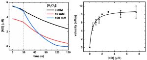Left graph shows the concentration of NO over time at different H2O2 concentrations. Right graph shows the velocity of NO production versus NO concentration with data points and a fitted curve.