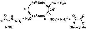 A diagram showing the reduction process of NNG, involving FeIII-NnlA and e- to form NO, H2O, NO2-, NH4+, and glyoxylate. The key reactants and products are labeled.