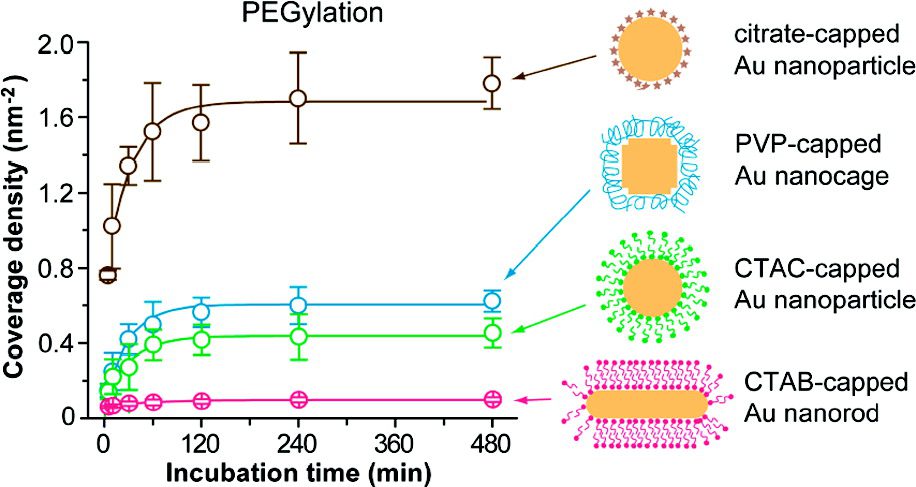 Graph depicting the coverage density of different Au nanoparticle cappings over incubation time. Annotations show variously capped nanoparticles: citrate, PVP, CTAC, and CTAB, with their respective line colors.