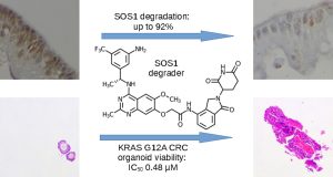 Image illustrating the chemical structure of an SOS1 degrader with text stating "SOS1 degradation: up to 92%" and "KRAS G12A CRC organoid viability: IC50 0.48 μM" alongside histological images of tissues.