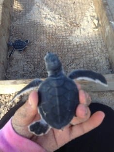sea turtles resized