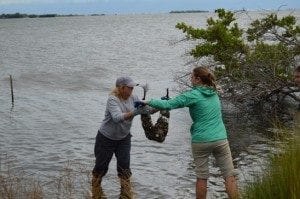 UCF biology, oysters