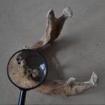 A magnifying glass focusing on a small bone, lying on a gray surface.