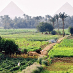 Lush green fields in the foreground with the great pyramids of giza visible in the misty background.