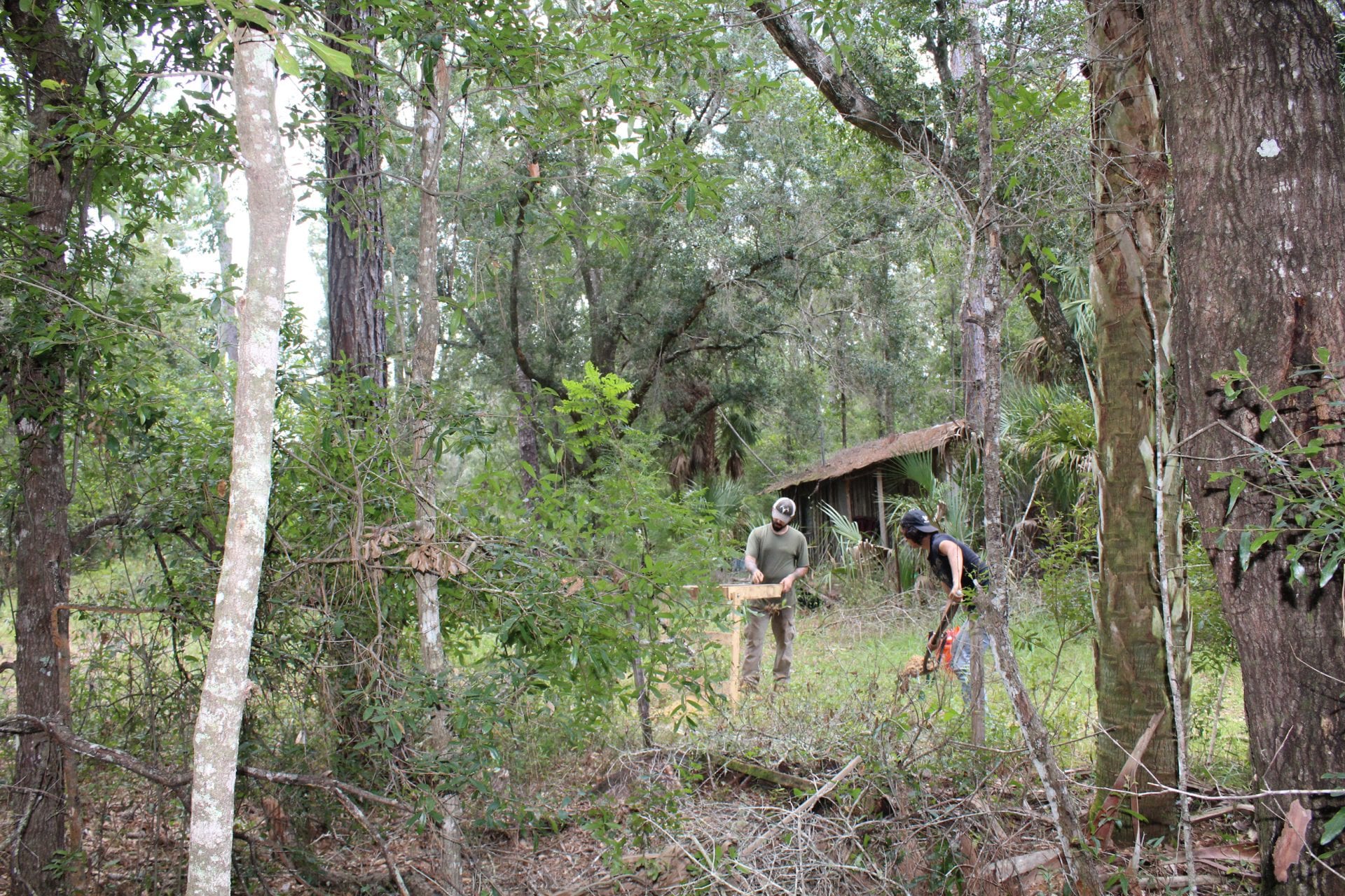 Digging Up Rosewood - College of Sciences News