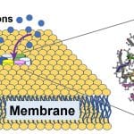 Diagram showing calcium ions passing through a channel in a cell membrane, with a molecular structure detail on the right.