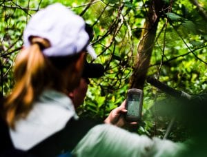 A person wearing a cap uses a handheld gps device to navigate through a dense green forest.