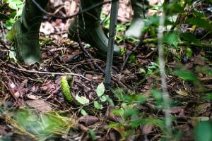 A camouflage snake blends into the forest floor, near a person's boots and a walking stick, highlighting natural defense mechanisms.