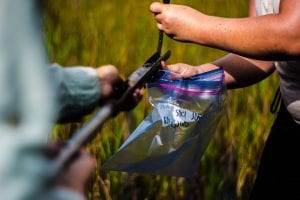 Two individuals collecting plant samples in a field, one using scissors to cut a plant and the other holding a labeled plastic bag.