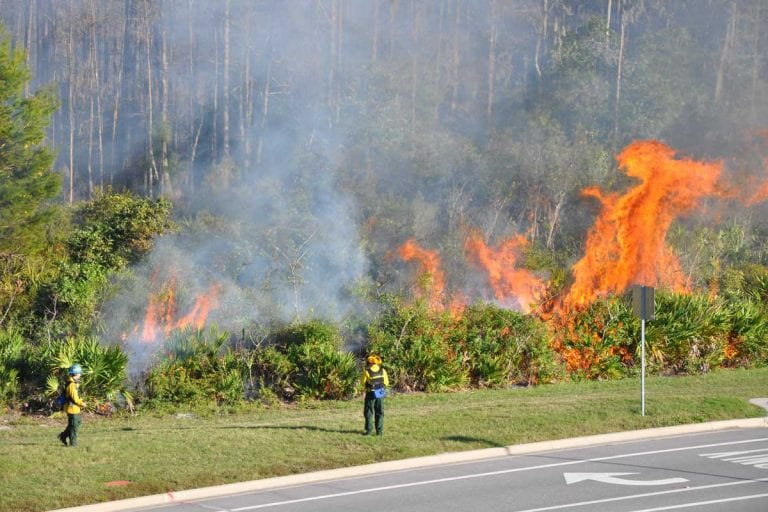 College of Sciences NewsFighting Fire with Fire: How Controlled Burns ...